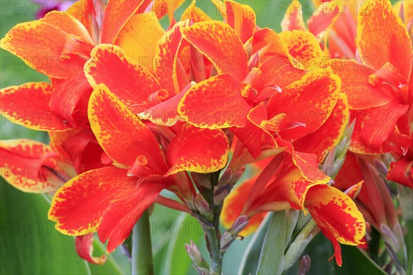 Pretoria canna lily