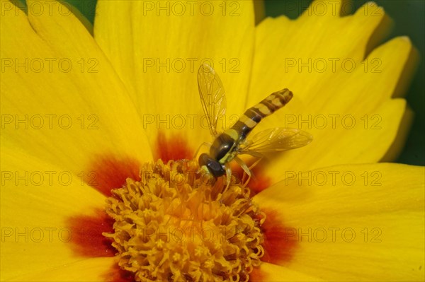 Common Long-bellied Hoverfly