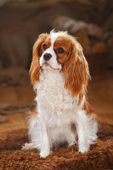 Cavalier King Charles Spaniel