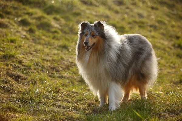 Scottish shepherd dog