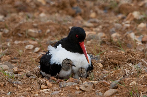 Eurasian eurasian oystercatcher