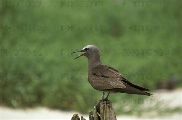 Common Noddy