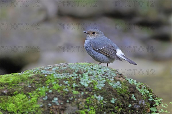 Water Redstart