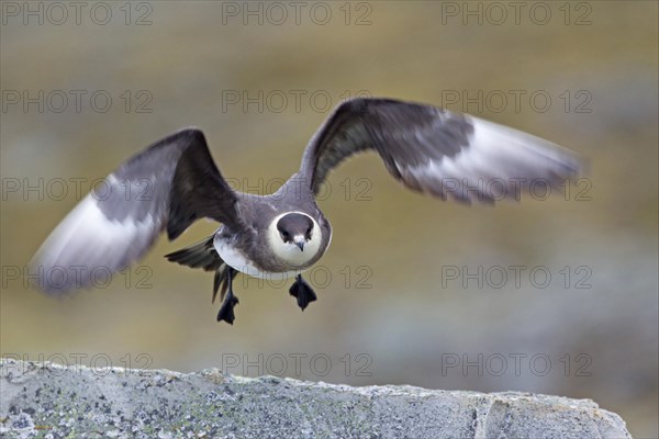 Arctic skuas