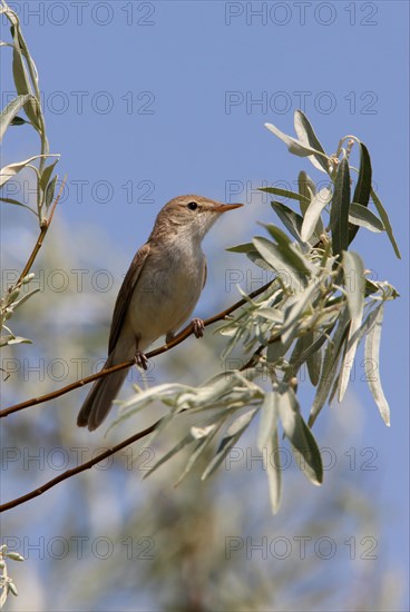 Sykes's Warbler