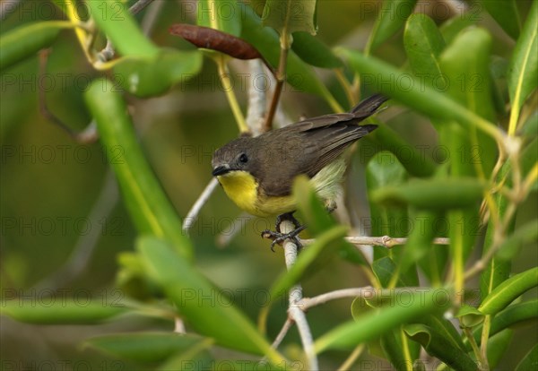 Golden-bellied Gerygone