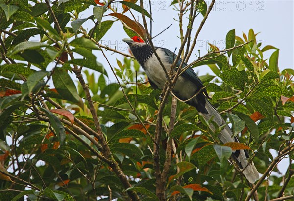 Naked-fronted Cuckoo