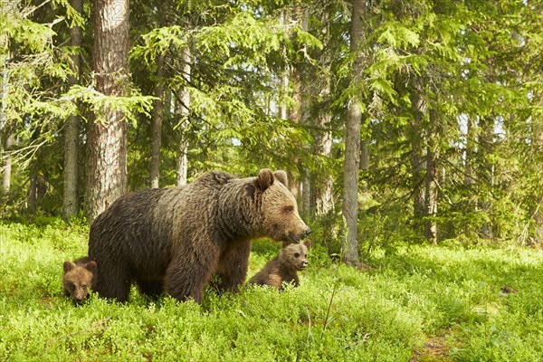 European Brown Bear