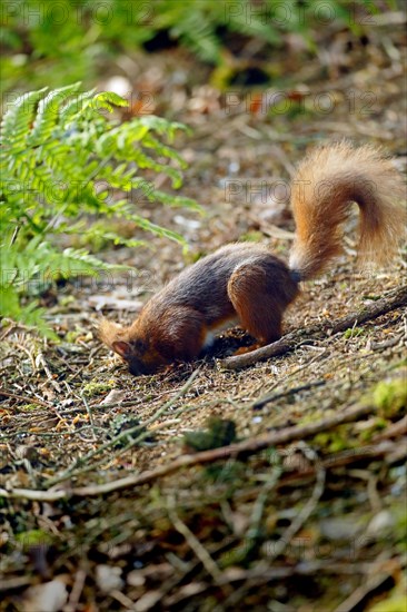 Eurasian Red Squirrel