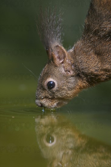 Eurasian Red Squirrel