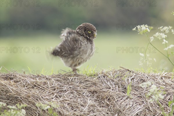 Little Owl