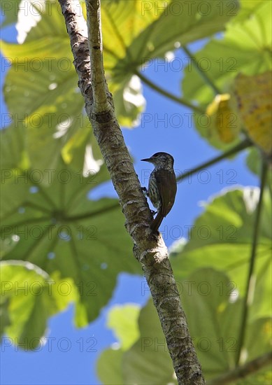 Pileated Woodpecker