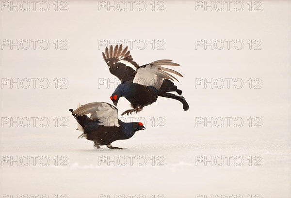 Black grouse