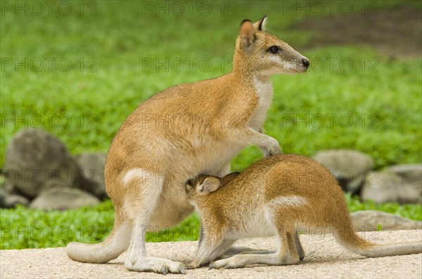 Agile Wallaby