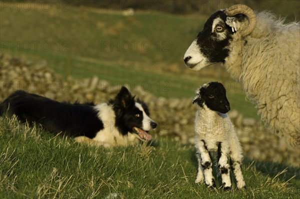 Domestic Sheep