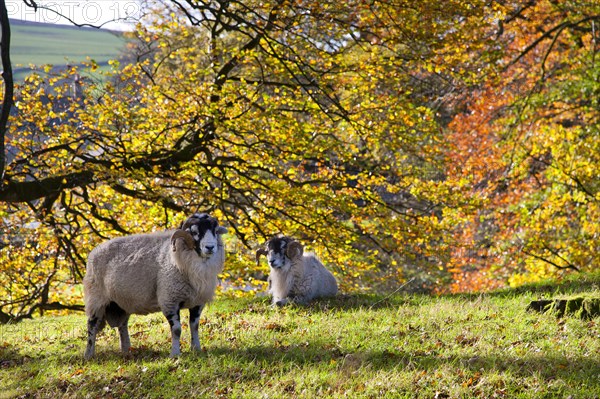 Domestic Sheep