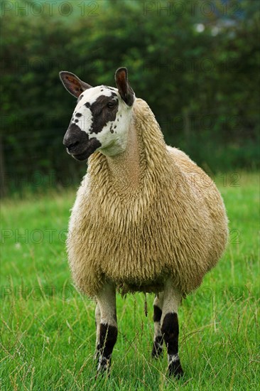 Domestic Sheep