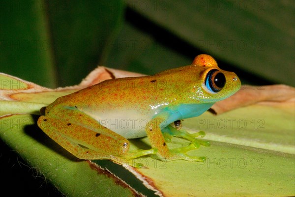 Viridian Treefrog