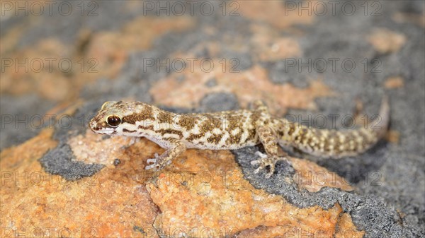 Calvinia thick-toed gecko