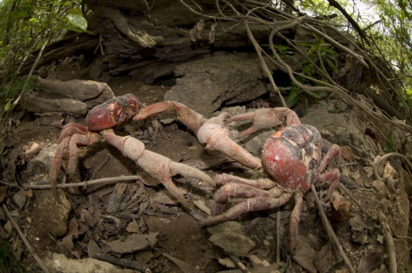 Christmas island red crab