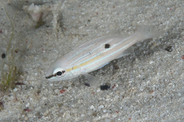 Dory snapper