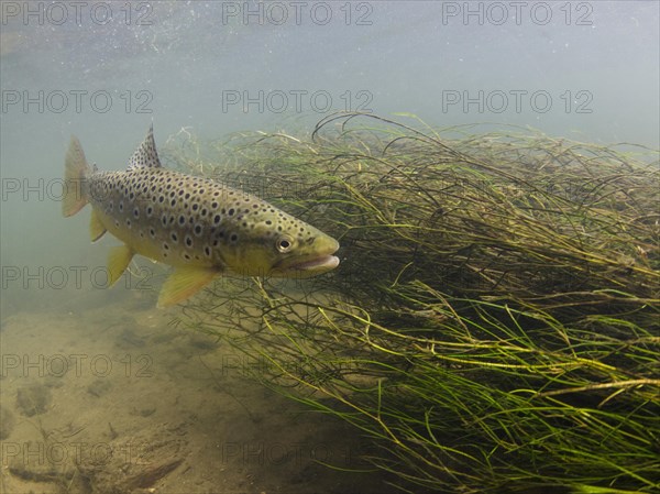 Salmo trutta forma fario