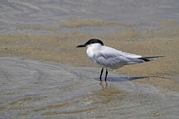 Gull-billed Tern