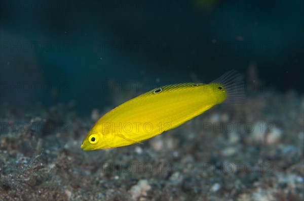 Canary Wrasse