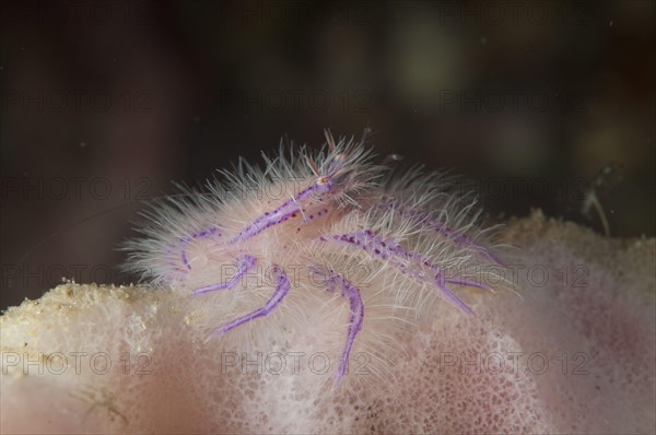 Hairy squat lobster