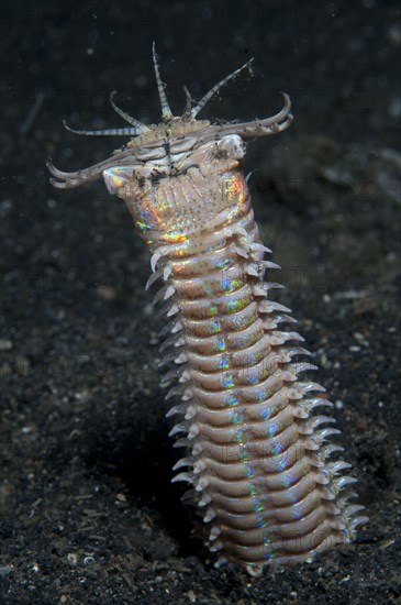 Bobbit worm