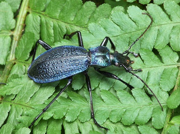 Blue Ground Beetle