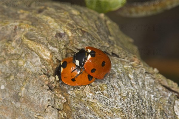 Coccinella 7-punctata