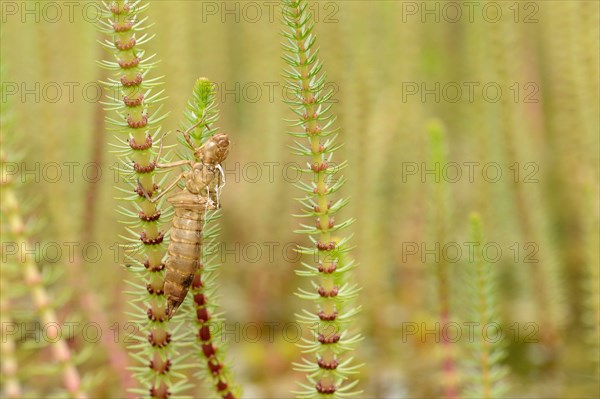 Emperor dragonfly