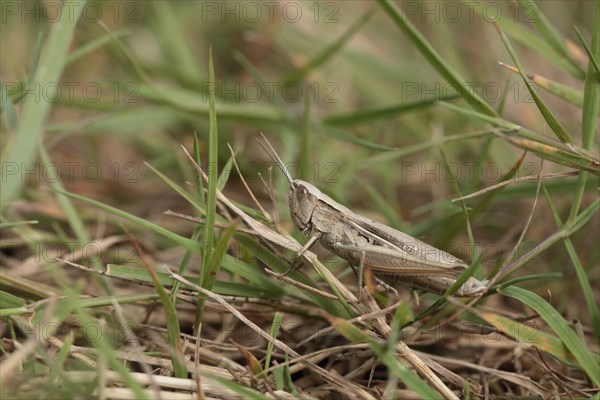 Lesser marsh grasshopper