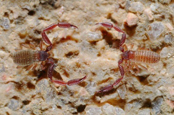 Pseudoscorpion