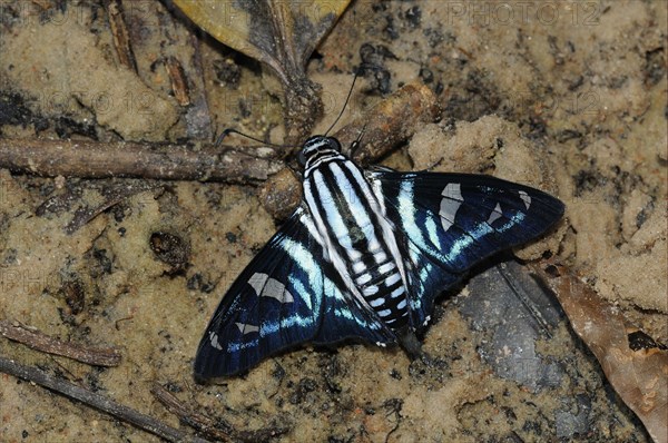 Skipper butterfly