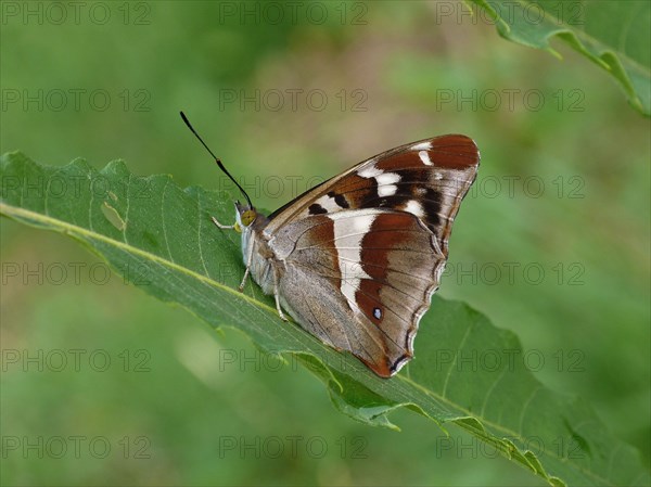 Purple Emperor