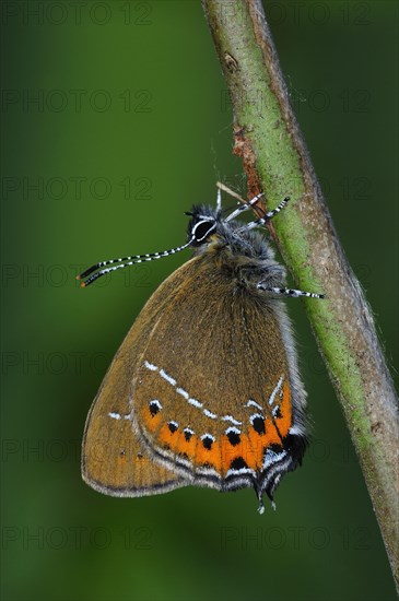 Gossamer winged butterfly