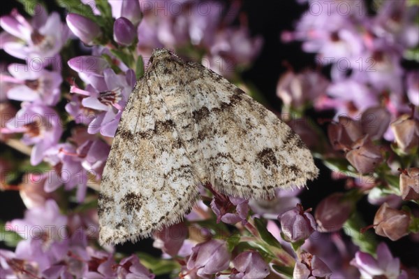 Twin-spot Carpet Moth