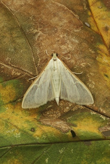 Pyralis unionalis