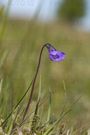 Common Butterwort