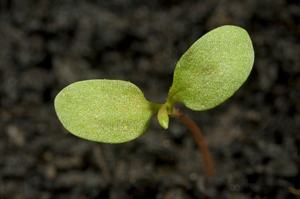 Polygonum vulgaris