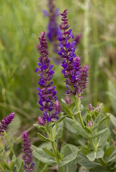 Woodland sage