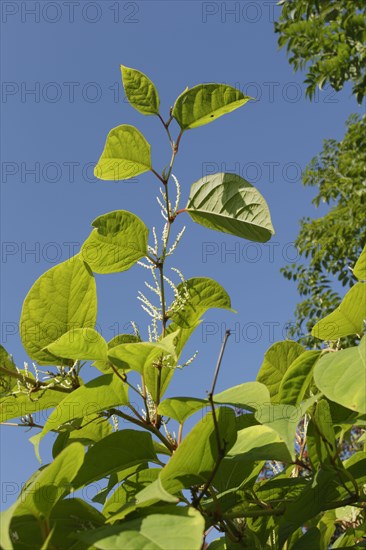 Japanese Knotweed