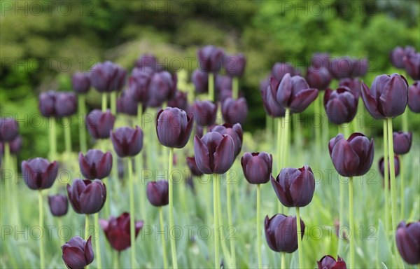 Cultivated Tulip