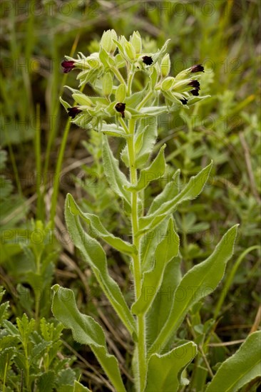 Nonea erecta