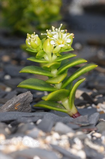 Sea Sandwort