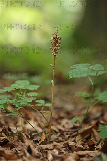 Bird's Nest Orchid flowerspike in seed