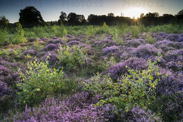 Flowering common heather