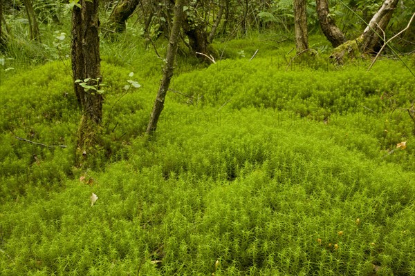 Undergrowth of hair moss